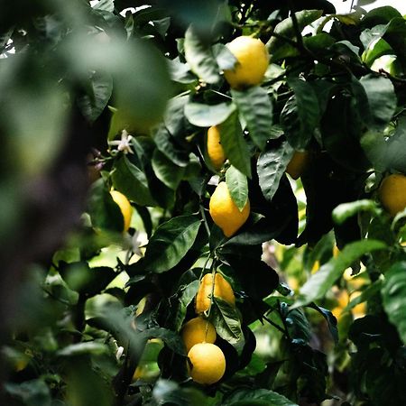 Masseria Fanizzi Conversano Ngoại thất bức ảnh