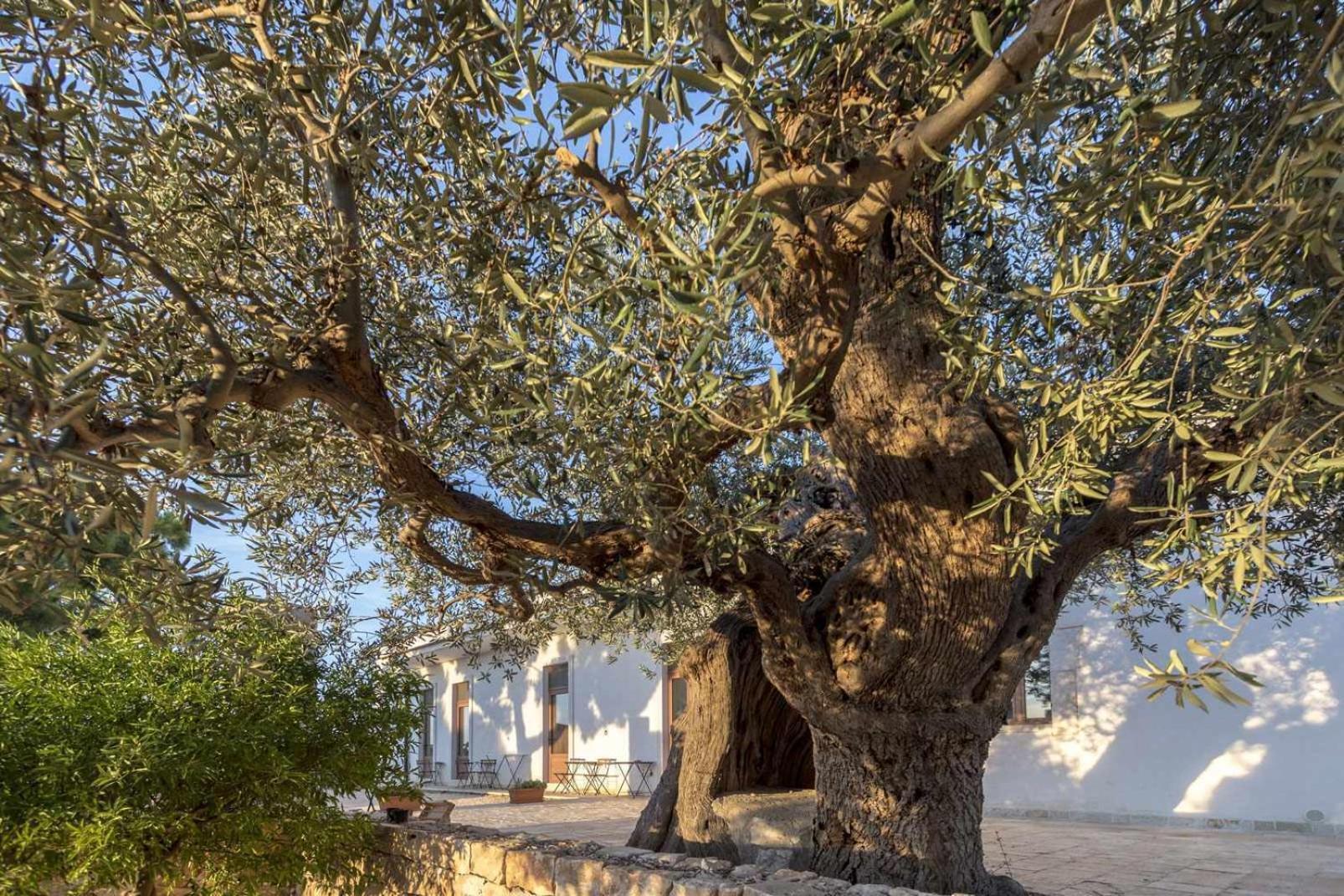 Masseria Fanizzi Conversano Phòng bức ảnh