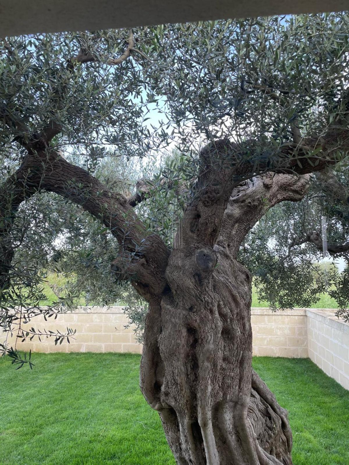 Masseria Fanizzi Conversano Phòng bức ảnh
